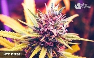 NYC Diesel de Soma Seeds Nyc Diesel