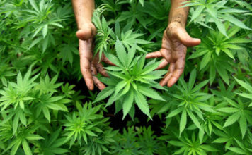 Plantas de Cannabis