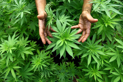 Plantas de Cannabis