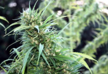marihuana en floracion