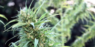 Curiosidades sobre la marihuana marihuana en floracion