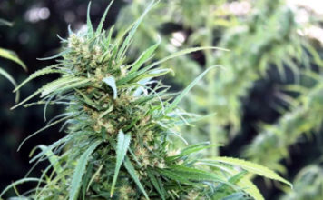 Curiosidades sobre la marihuana marihuana en floracion