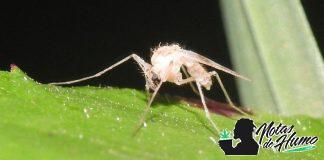 Mosca blanca en plantas de Marihuana mosca blanca