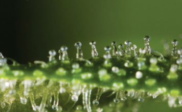 Cómo aumentar el sabor y potencia de la Marihuana tricomas de marihuana