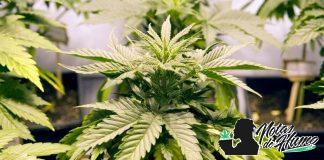 Cómo revegetar plantas de Marihuana revegetar marihuana