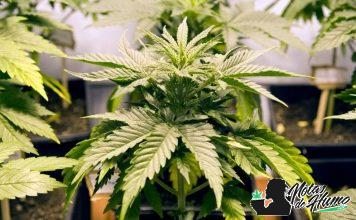 Cómo revegetar plantas de Marihuana revegetar marihuana