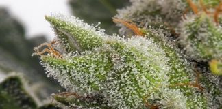 Tricomas ¿Qué son y para qué sirven? tricomas para que son y para que sirven, portada.