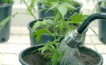 Como utilizar correctamente los fertilizantes