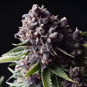 como cultivar marihuana en invierno foto de auto purple