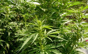 Características de las sativas