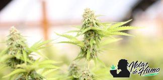 Cuándo cortar cannabis automático cuando cortar el cannabis automático