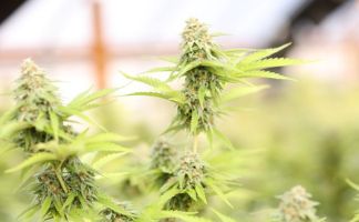 cuando cortar el cannabis automático