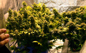 cultivo indoor de marihuana
