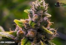 Alien Gorilla de GWG alien gorilla