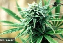 Green Crack de Humboldt Seeds Green Crack