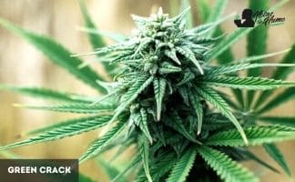 Green Crack de Humboldt Seeds Green Crack