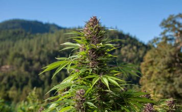 Cómo cultivar marihuana en exterior como cultivar marihuana en exterior