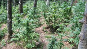 como cultivar marihuana en exterior de guerrilla