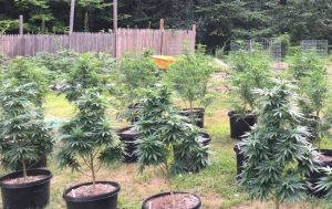 como cultivar marihuana en exterior en maceta