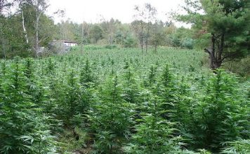 Consejos de cultivo exterior para obtener excelentes resultados cultivo exterior