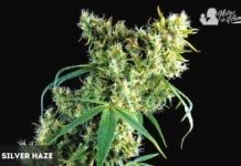 Super Silver Haze de Green House Super Silver Haze