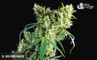 Super Silver Haze