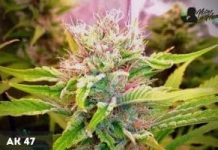 AK 47 strain: Opiniones y Efectos AK 47
