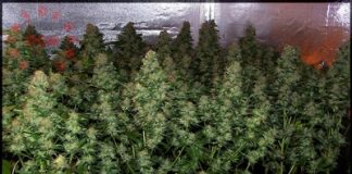 Cómo cultivar marihuanas en interior como cultivar marihuanas en interior