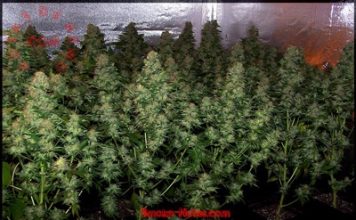 Cómo cultivar marihuanas en interior como cultivar marihuanas en interior