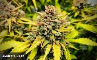 Amnesia Haze de Soma Seeds Amnesia Haze