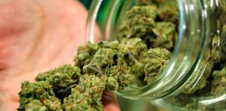 Las 5 mejores marihuanas para interior mejores marihuanas para interior