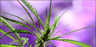 Características de la planta de marihuana planta de marihuana