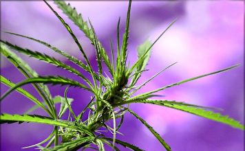 Características de la planta de marihuana planta de marihuana