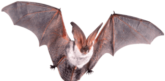 Cómo hacer té de guano como hacer te de guano