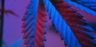 Autoflorecientes Interior autoflorecientes interior