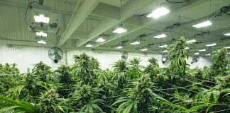 ¿Cómo funcionan las lámparas de plasma en cultivos indoor? Cultivo marihuana lámparas de plasma.