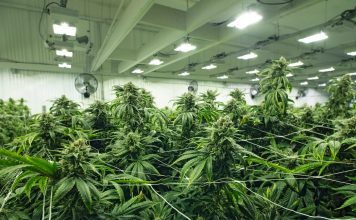Cultivo marihuana lámparas de plasma.