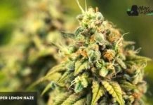 Super Lemon Haze de GHS Super Lemon Haze