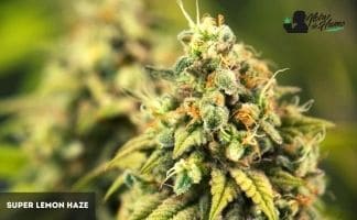 Super Lemon Haze