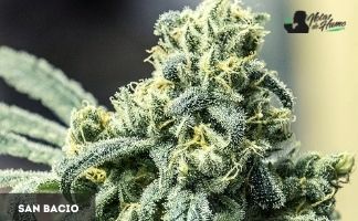 San Bacio Gelato de Humboldt Seeds san bacio gelato