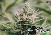 Alaskan ThunderFuck Strain Review alaskan thunder fuck de sagarmatha seeds