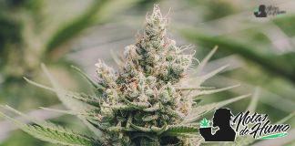 Alaskan ThunderFuck Strain Review alaskan thunder fuck de sagarmatha seeds