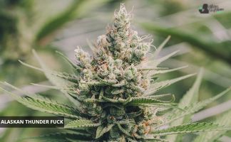 Alaskan ThunderFuck Strain Review alaskan thunder fuck de sagarmatha seeds
