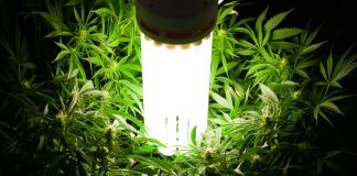 ¿Qué son las lámparas de bajo consumo (CFL) para indoor? lamparas de bajo consumo