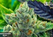 Green Poison F1 Fast Version de Sweet Seeds green poison v1