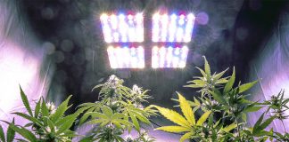 ¿Qué es la iluminación LED para cultivo indoor? iluminación led para cultivo indoor