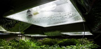 ¿Qué son las lámparas HM? Bombillas HM para el crecimiento de marihuana.