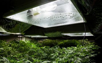 ¿Qué son las lámparas HM? Bombillas HM para el crecimiento de marihuana.