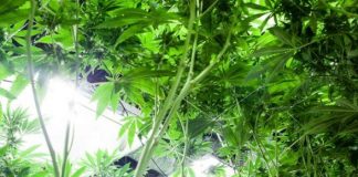 ¿Qué es la iluminación LEC para indoor? LEC