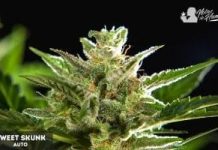 Sweet Skunk